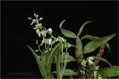 Dendrobium nanum